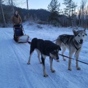Two dogs pulling a person on a sled.