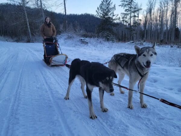 Two dogs pulling a person on a sled.
