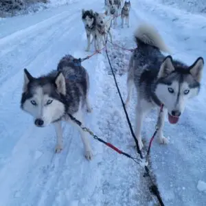 A group of dogs walking down the road in snow.